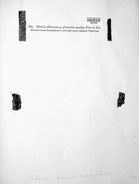 Melanconis stilbostoma image
